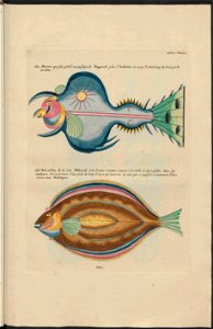 UB Utrecht - Louis Renard - 1782 - Natuurlyke Historie - page 242