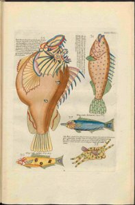 UB Utrecht - Louis Renard - 1782 - Natuurlyke Historie - page 170