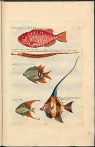 UB Utrecht - Louis Renard - 1782 - Natuurlyke Historie - page 90
