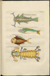 UB Utrecht - Louis Renard - 1782 - Natuurlyke Historie - page 202