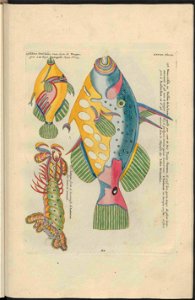 UB Utrecht - Louis Renard - 1782 - Natuurlyke Historie - page 210