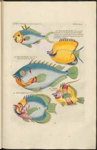 UB Utrecht - Louis Renard - 1782 - Natuurlyke Historie - page 218