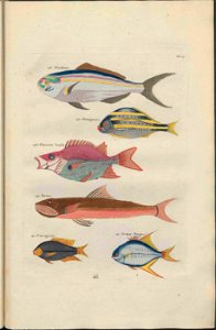 UB Utrecht - Louis Renard - 1782 - Natuurlyke Historie - page 120