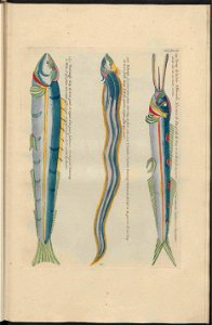 UB Utrecht - Louis Renard - 1782 - Natuurlyke Historie - page 234