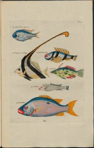 UB Utrecht - Louis Renard - 1782 - Natuurlyke Historie - page 128