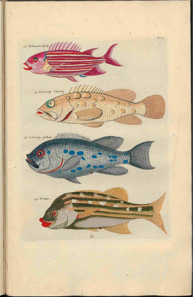 UB Utrecht - Louis Renard - 1782 - Natuurlyke Historie - page 124