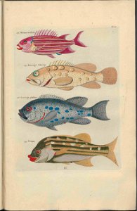 UB Utrecht - Louis Renard - 1782 - Natuurlyke Historie - page 124