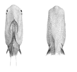 Typhlonus nasus1