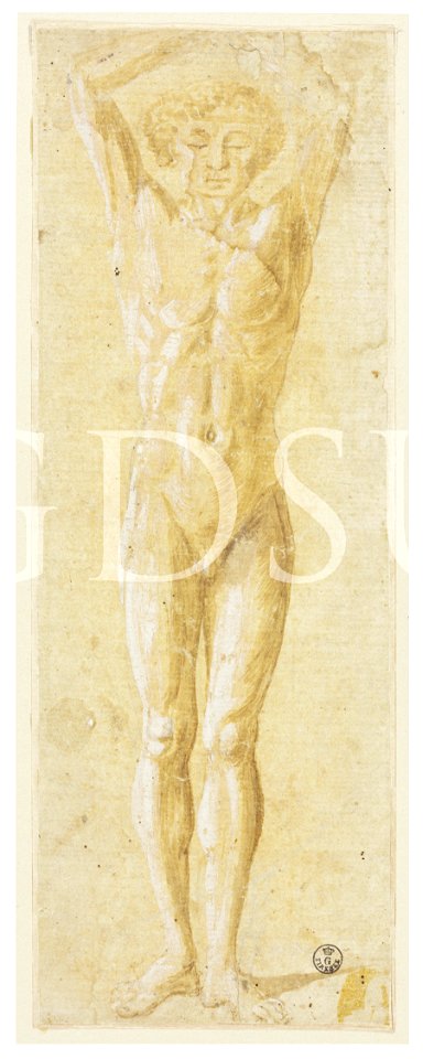 Uccello - inv 14508 F