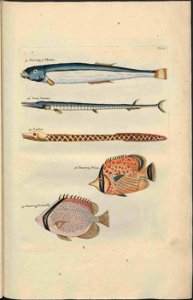 UB Utrecht - Louis Renard - 1782 - Natuurlyke Historie - page 82