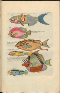 UB Utrecht - Louis Renard - 1782 - Natuurlyke Historie - page 174