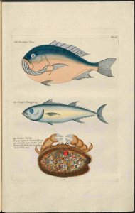 UB Utrecht - Louis Renard - 1782 - Natuurlyke Historie - page 138
