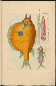 UB Utrecht - Louis Renard - 1782 - Natuurlyke Historie - page 214
