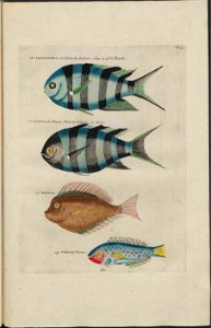 UB Utrecht - Louis Renard - 1782 - Natuurlyke Historie - page 132