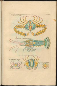 UB Utrecht - Louis Renard - 1782 - Natuurlyke Historie - page 256