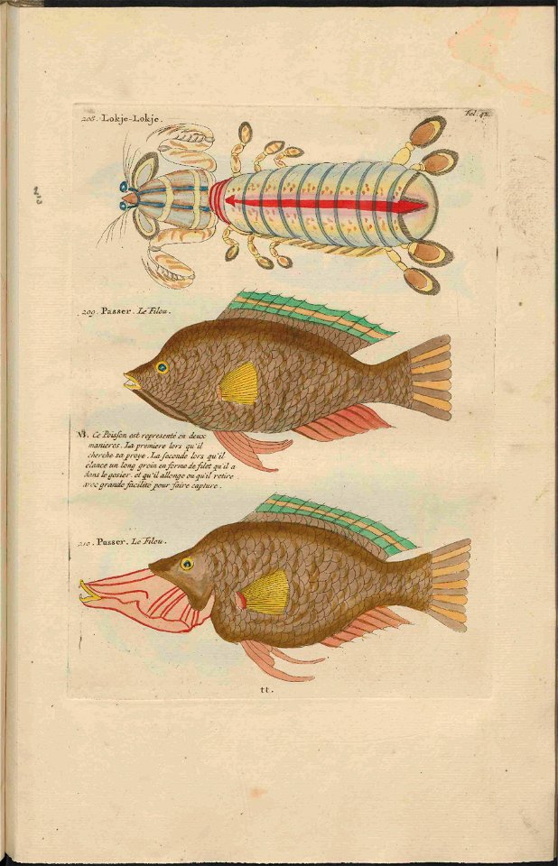 UB Utrecht - Louis Renard - 1782 - Natuurlyke Historie - page 150