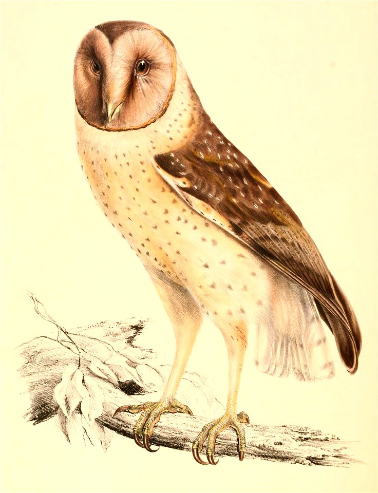Tyto capensis capensis 1838