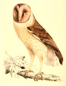 Tyto capensis capensis 1838