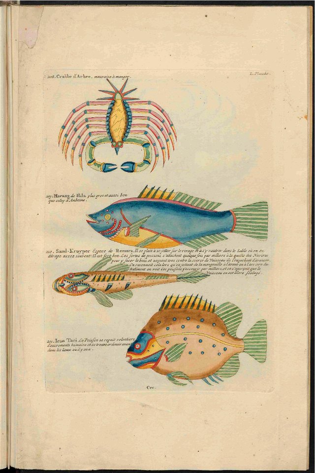 UB Utrecht - Louis Renard - 1782 - Natuurlyke Historie - page 254