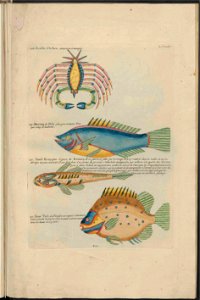 UB Utrecht - Louis Renard - 1782 - Natuurlyke Historie - page 254