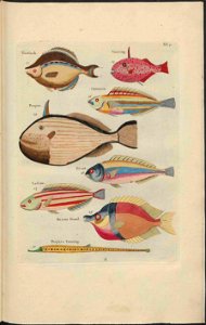 UB Utrecht - Louis Renard - 1782 - Natuurlyke Historie - page 74