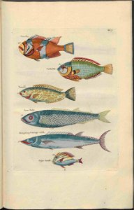 UB Utrecht - Louis Renard - 1782 - Natuurlyke Historie - page 80