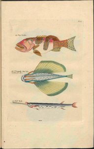 UB Utrecht - Louis Renard - 1782 - Natuurlyke Historie - page 136