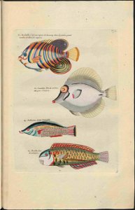 UB Utrecht - Louis Renard - 1782 - Natuurlyke Historie - page 94
