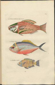 UB Utrecht - Louis Renard - 1782 - Natuurlyke Historie - page 130
