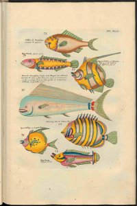 UB Utrecht - Louis Renard - 1782 - Natuurlyke Historie - page 186