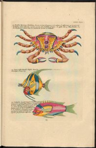 UB Utrecht - Louis Renard - 1782 - Natuurlyke Historie - page 232