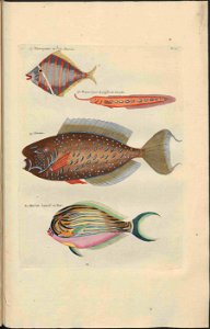UB Utrecht - Louis Renard - 1782 - Natuurlyke Historie - page 92