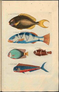 UB Utrecht - Louis Renard - 1782 - Natuurlyke Historie - page 110