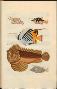 UB Utrecht - Louis Renard - 1782 - Natuurlyke Historie - page 144