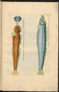 UB Utrecht - Louis Renard - 1782 - Natuurlyke Historie - page 238