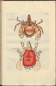 UB Utrecht - Louis Renard - 1782 - Natuurlyke Historie - page 140