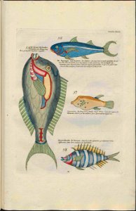 UB Utrecht - Louis Renard - 1782 - Natuurlyke Historie - page 178