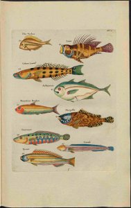 UB Utrecht - Louis Renard - 1782 - Natuurlyke Historie - page 78