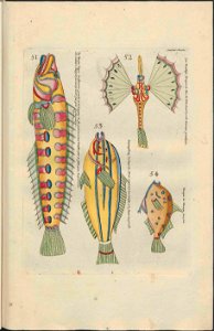 UB Utrecht - Louis Renard - 1782 - Natuurlyke Historie - page 176