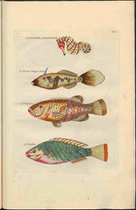 UB Utrecht - Louis Renard - 1782 - Natuurlyke Historie - page 88