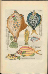 UB Utrecht - Louis Renard - 1782 - Natuurlyke Historie - page 166