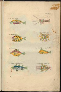 UB Utrecht - Louis Renard - 1782 - Natuurlyke Historie - page 260