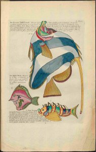 UB Utrecht - Louis Renard - 1782 - Natuurlyke Historie - page 156