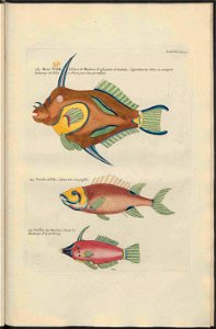 UB Utrecht - Louis Renard - 1782 - Natuurlyke Historie - page 226