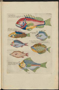 UB Utrecht - Louis Renard - 1782 - Natuurlyke Historie - page 204