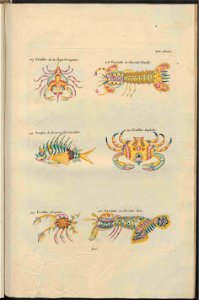 UB Utrecht - Louis Renard - 1782 - Natuurlyke Historie - page 258