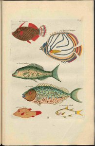 UB Utrecht - Louis Renard - 1782 - Natuurlyke Historie - page 116