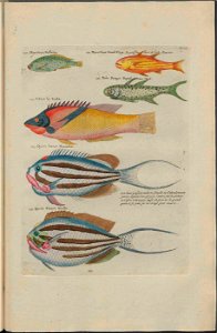 UB Utrecht - Louis Renard - 1782 - Natuurlyke Historie - page 118