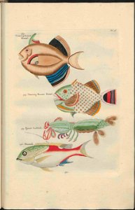 UB Utrecht - Louis Renard - 1782 - Natuurlyke Historie - page 142