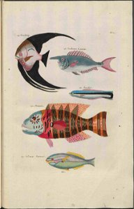 UB Utrecht - Louis Renard - 1782 - Natuurlyke Historie - page 114
